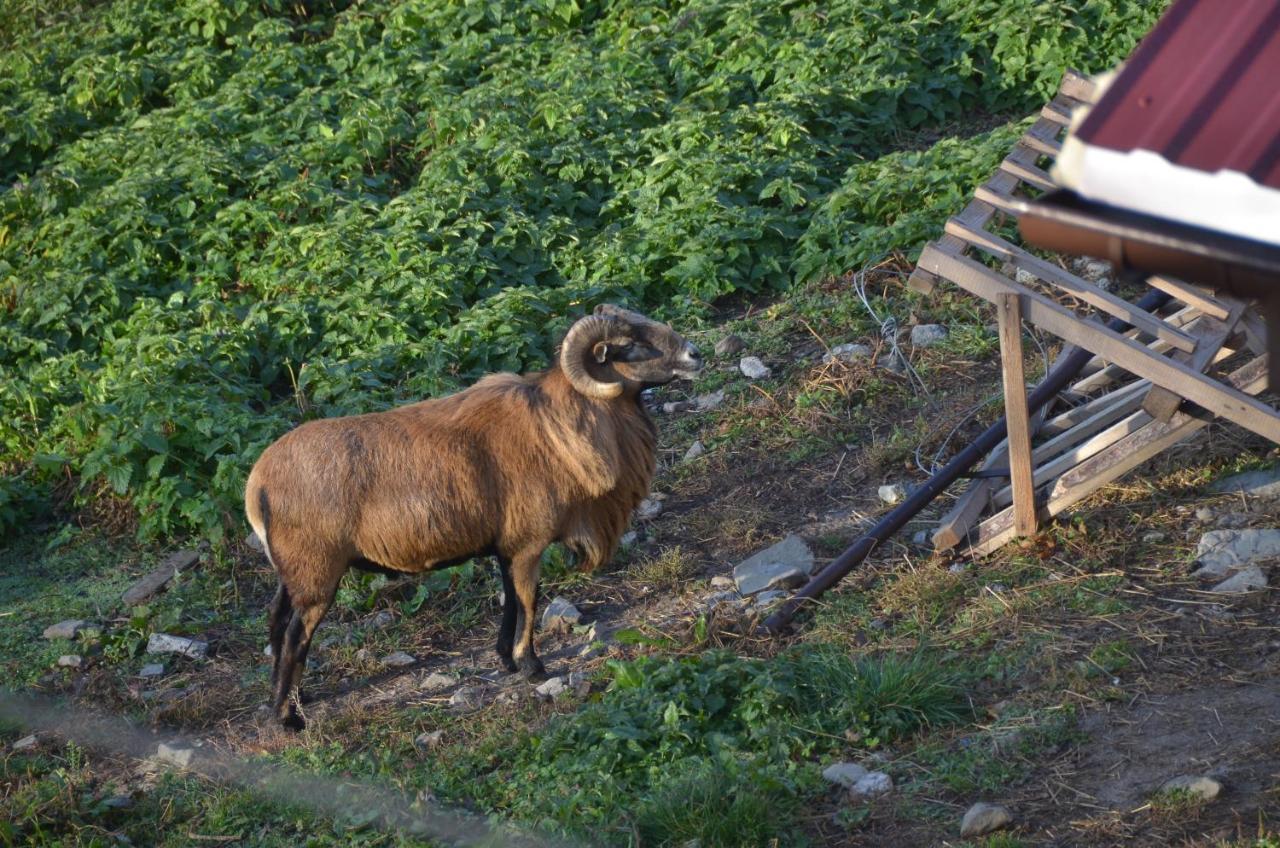 Malinowy Domek Mlynczyska Buitenkant foto
